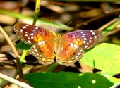 Papillon amazonien Photos