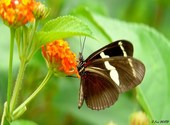 Papillon de Guyane Photos
