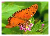 Papillon de Guyane Photos