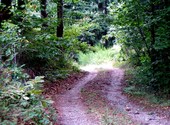 Chemin forestier