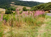 Fleurs de montagne Photos