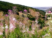 Fleurs de montagne