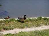 Canards