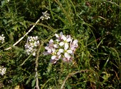 Montpellier fleurs