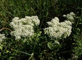 Montpellier fleurs