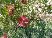 Montpellier fleurs