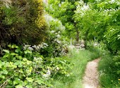 Chemin vers la cascade derunes