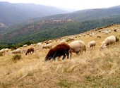 Moutons Photos