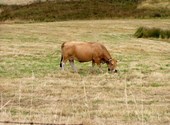 Vache Photos