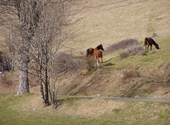 Montagne et chaveaux