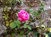 Rose Photos