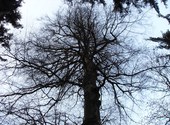 Arbre en hiver (gorges du fier)