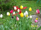 Tulipes Photos