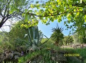 Plantes grasses