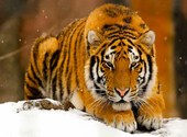 Tigre des neiges Fonds d'écran