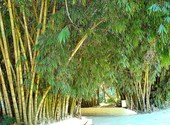 Allée des bambous - jardin d'essai, alger Fonds d'écran