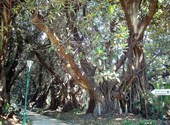 Ficus géants - jardin d'essai, alger Fonds d'écran