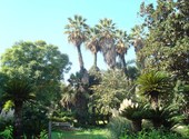Palmiers du parc de galland - alger Fonds d'écran