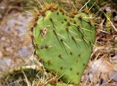 Coeur cactus Fonds d'écran