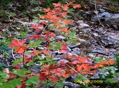 Couleurs d'automne Photos