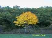 L'arbre doré Photos