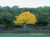 L'arbre doré