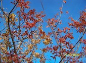 Beau ciel bleu et beau feuillage d'automne Fonds d'écran