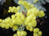 Une abeille sur du mimosa Photos