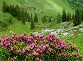 L'été en montagne