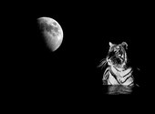 Tigre lune Fonds d'écran