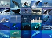 Baleines Fonds d'écran