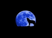 Wolf blue moon Fonds d'écran