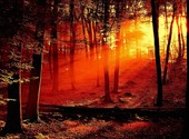 Silhouettes d'arbres aux couleurs de feu Fonds d'écran