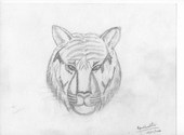 Tigre 001 Dessins & Arts divers