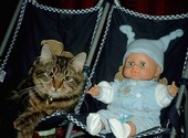 Chat avec un bébé Fonds d'écran