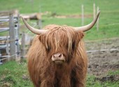 Vache écossaise Photos