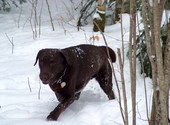 Labrador dans la neige Photos