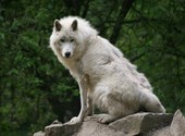 Loup blanc Photos
