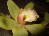 Orchidée Photos