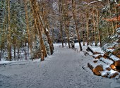 La forêt de bouleyres en hiver Photos
