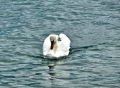 Vevey, lac léman Photos