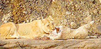 Lion qui mange Gifs animés