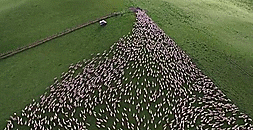 Vue aérienne d'un troupeau de moutons Gifs animés