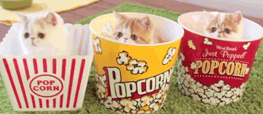 Pop Corn Kittens Gifs animés
