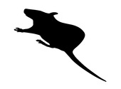 Pochoir rat - Halloween Dessins & Arts divers