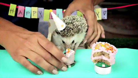 Un hérisson fête son anniversaire Gifs animés