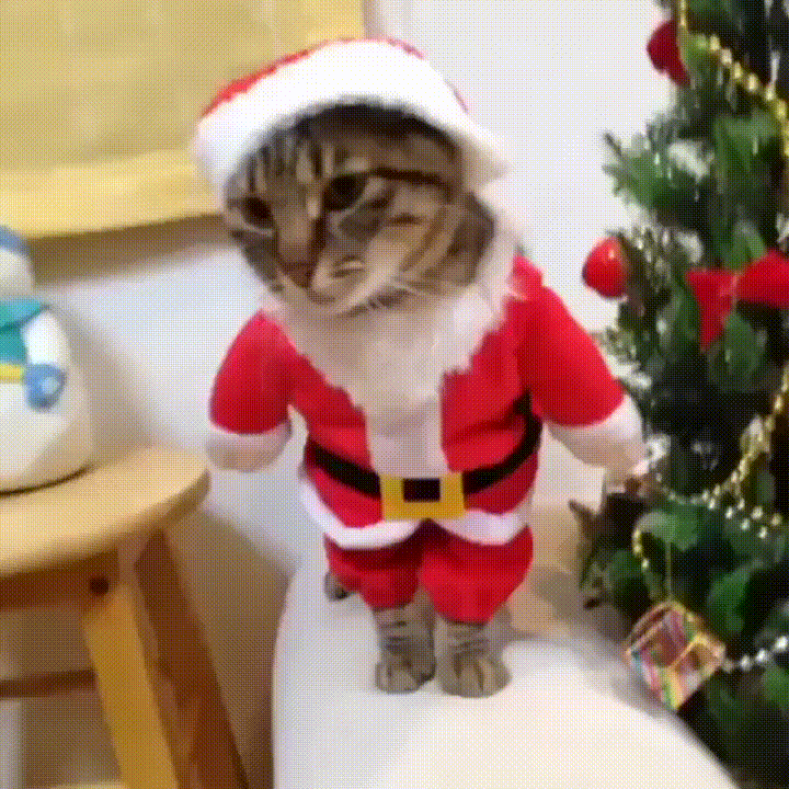 Christmas Cat Gifs animés