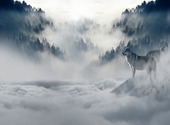 Loup dans la brume Photos