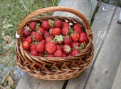 Panier de fraises Photos