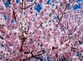 Cerisier japonais en fleur Photos